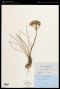 Corymbium africanum var. gramineum (Burm.f.) Weitz