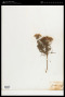Euryops anthemoides subsp. anthemoides