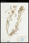 Astragalus hamosus L.