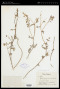 Astragalus himalayanus Klotzsch