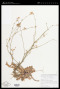 Launaea nudicaulis Less.