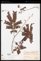 Archidendron clypearia var. casai (Blanco) I.C.Nielsen