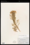 Hymenolepis parviflora DC.