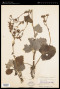 Senecio tussilaginis Less.