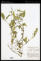 Justicia melampyrum S.Moore