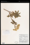 Microglossa pyrifolia (Lam.) Kuntze