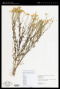 Oncosiphon piluliferum (L.f.) Källersjö