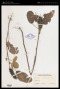 Uraria crinita (L.) Desv. ex DC.