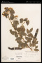 Senna septemtrionalis (Viv.) H.S.Irwin & Barneby