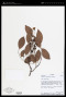 Ormosia cambodiana Gagnep.