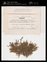 Porella platyphylla (L.) Pfeiff.