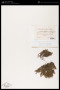 Porella platyphylla (L.) Pfeiff.