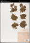 Porella platyphylla (L.) Pfeiff.
