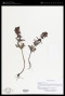 Pedicularis chamissonis Steven