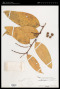 Xanthophyllum griffithii Hook.f. ex A.W.Benn.