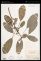 Daphniphyllum calycinum Benth.