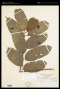 Cupaniopsis leptobotrys (A.Gray) Radlk.