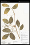 Cayratia geniculata (Blume) Gagnep.