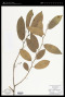 Sabia parviflora Wall.