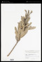 Hibbertia lucens Brongn. & Gris ex Sebert & Pancher