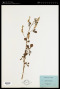 Melilotus infesta Guss.