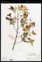 Pentaphylax clethroides Champ.