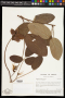 Cymbosema roseum Benth.