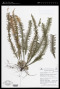 Prosaptia contigua (G.Forst.) C.Presl