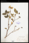 Wikstroemia ovata C.A.Mey.