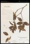 Wikstroemia venosa Merr. & L.M.Perry