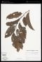 Solanum L.