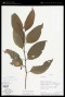 Solanum L.