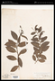 Embelia ribes Burm.f.
