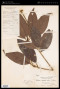 Ardisia serrata (Cav.) Pers.