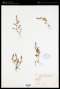 Rotala