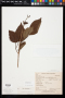 Vitex divaricata Sw.