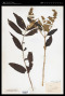 Buddleja officinalis Maxim.
