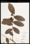 Erycibe tomentosa Blume
