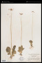 Primula aerinantha Balf.f. & Purdom