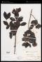 Gardenia augusta (L.) Merr.