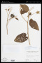 Callianthe geminiflora (Kunth) Donnell