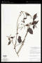 Struthanthus concinnus (Mart.) Mart.