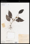 Vitex vansteenisi Moldenke