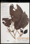 Psychotria taviunensis Gillespie