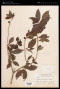 Randia microcarpa (Bartl.) Merr.