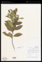 Timonius nitidus (Bartl. ex DC.) Fern.-Vill.