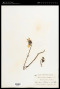 Cremanthodium decaisnei C.B.Clarke
