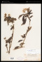 Blumea riparia (Blume) DC.