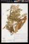 Blanchetiodendron blanchetii (Benth.) Barneby & J.W.Grimes