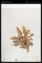 Cirsium acaulon (L.) Scop.